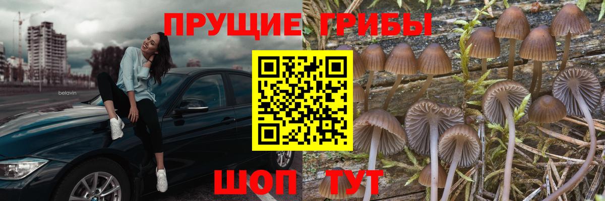 Луховицы  Псилоцибиновые грибы Psilocybine cubensis  Вход с VPN 